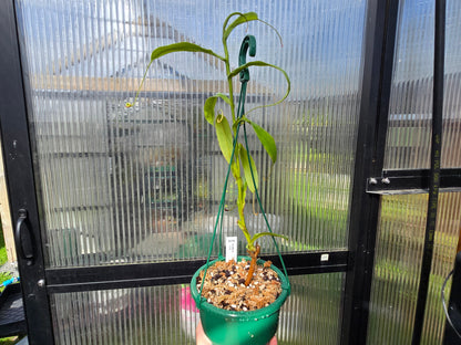 Nepenthes 'Gothica' - Intermediate Tropical Pitcher Plant