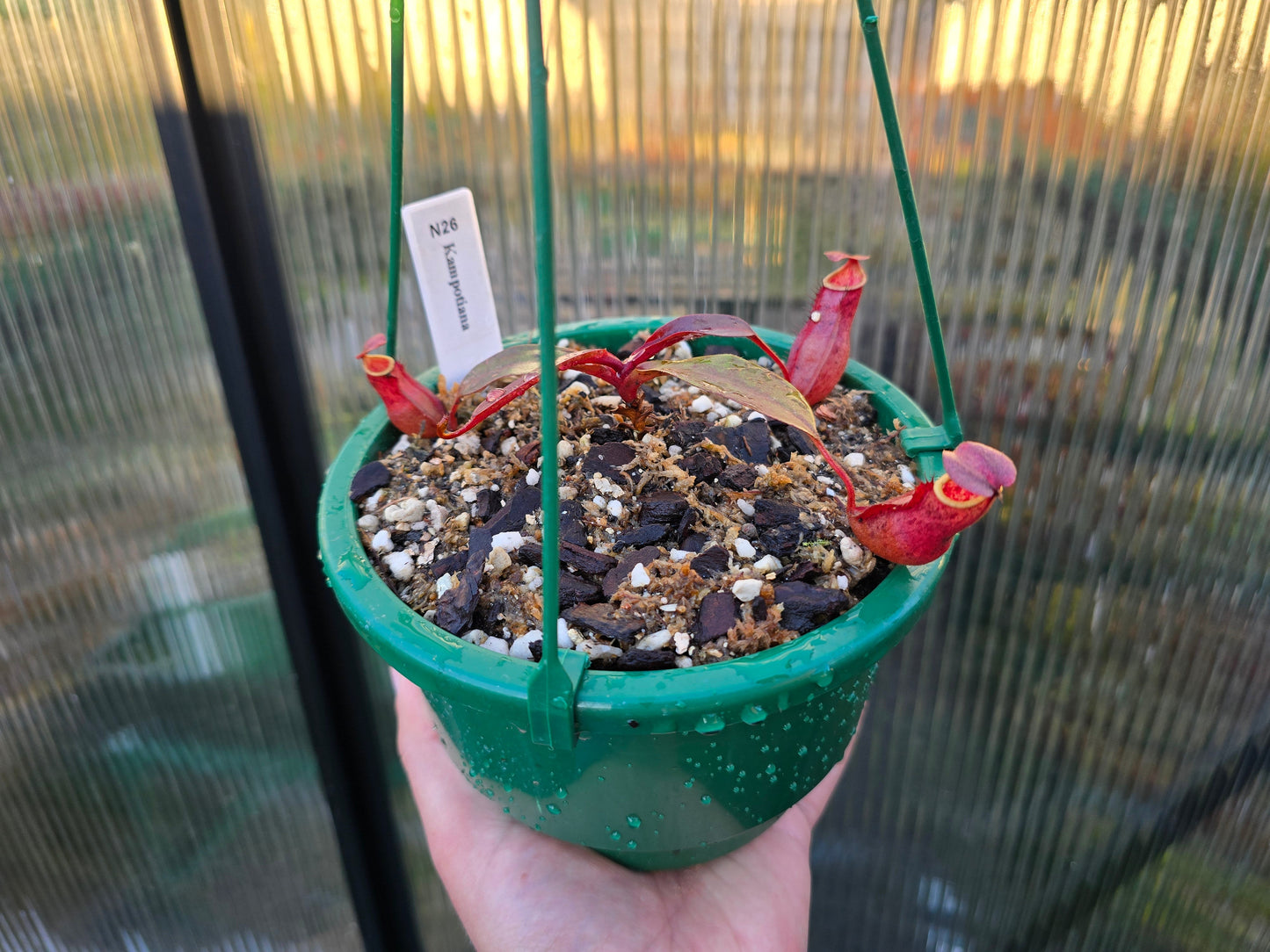 Nepenthes kampotiana - Lowland Tropical Pitcher Plant