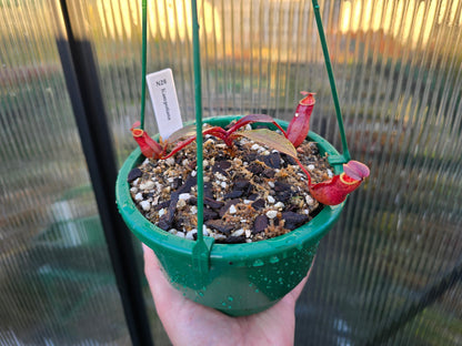 Nepenthes kampotiana - Lowland Tropical Pitcher Plant