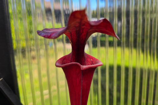 SEED - Sarracenia flava var. atropurpurea - American Pitcher Plant - 10+ Per Packet
