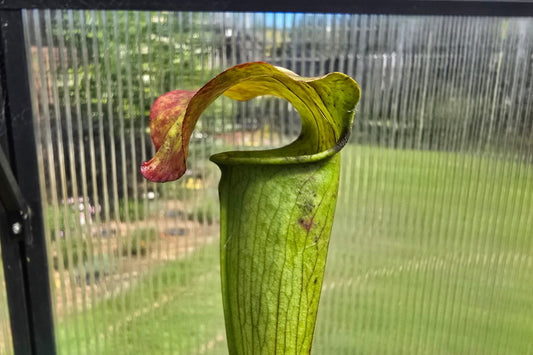 Sarracenia alata var. atrorubra - 'Red Tube Form' (Deer Park, Alabama, USA) - American Pitcher Plant