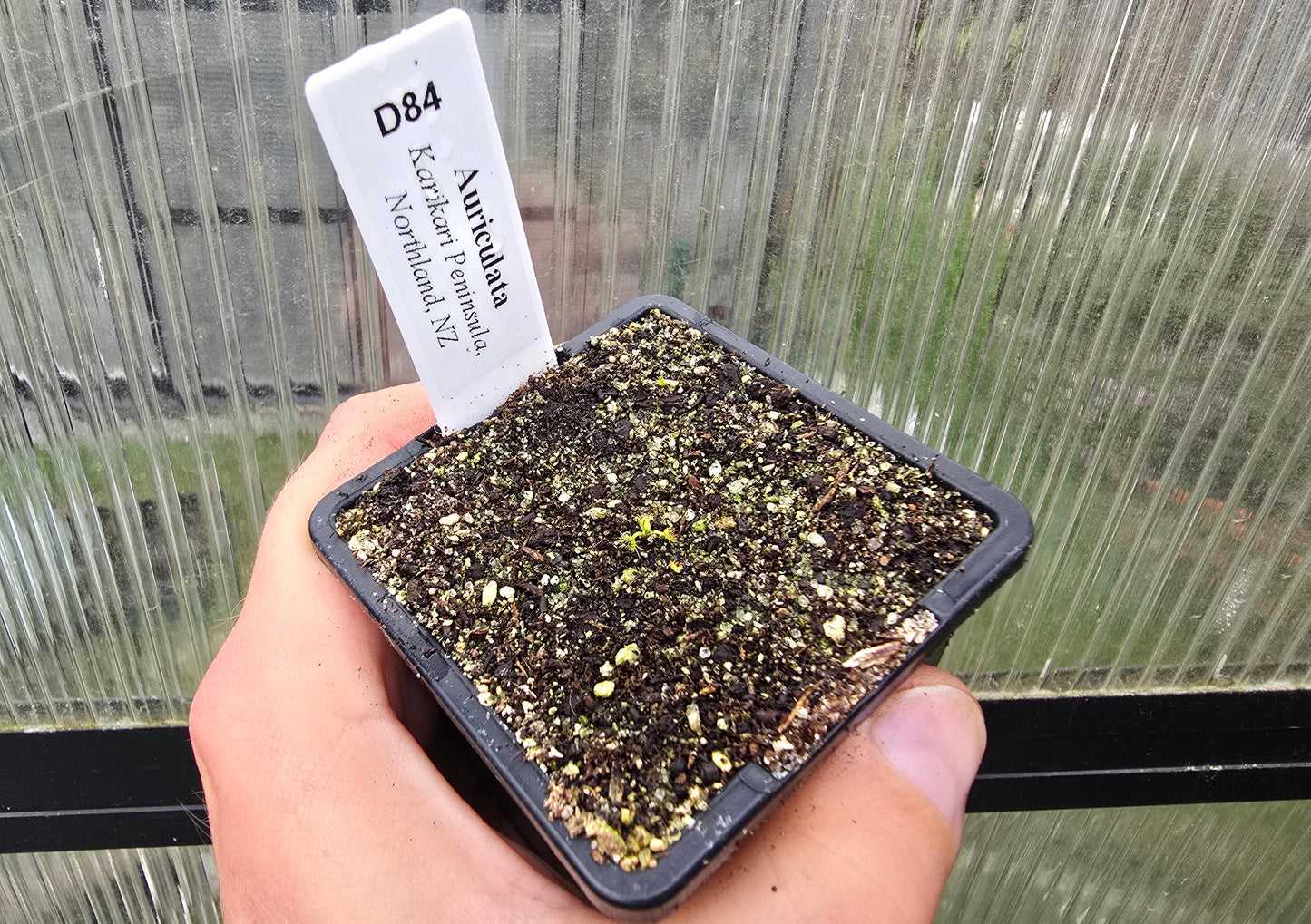 Drosera auriculata (Karikari Peninsula, Northland, NZ) - Tuberous Sundew