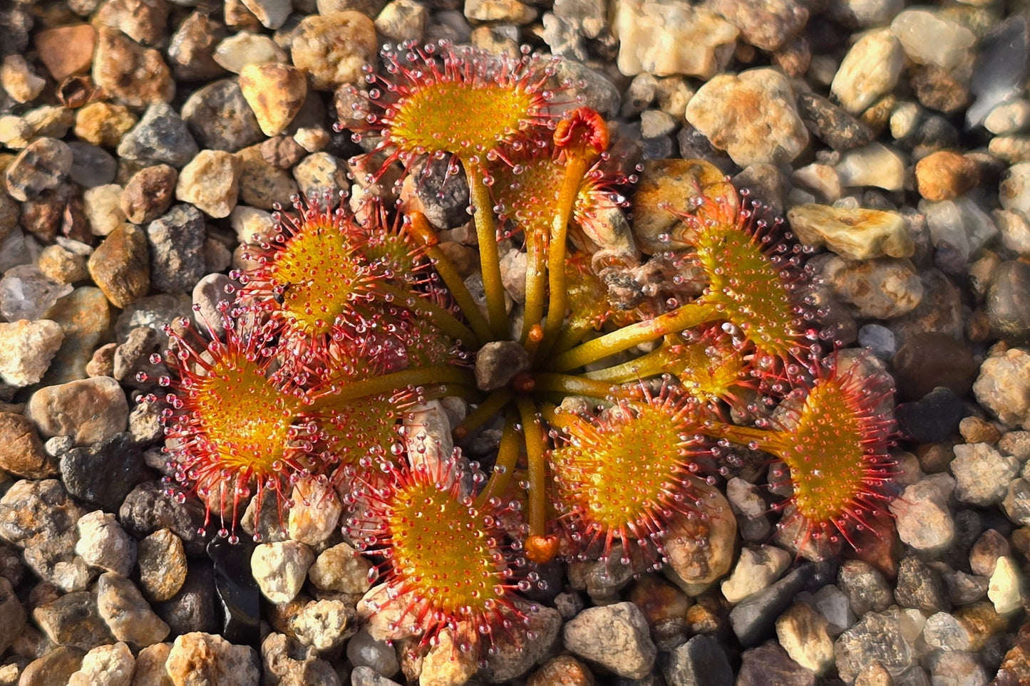 Drosera yilgarnensis - Tuberous Sundew