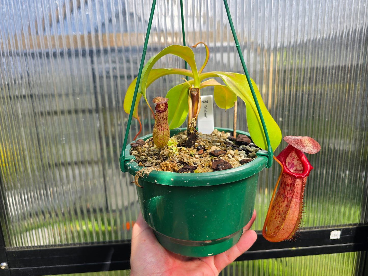 Nepenthes 'Malani' - Highland Tropical Pitcher Plant