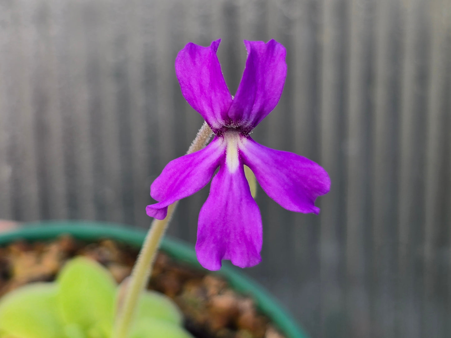 Pinguicula moranensis 'Huahuapan' - Mexican Butterwort