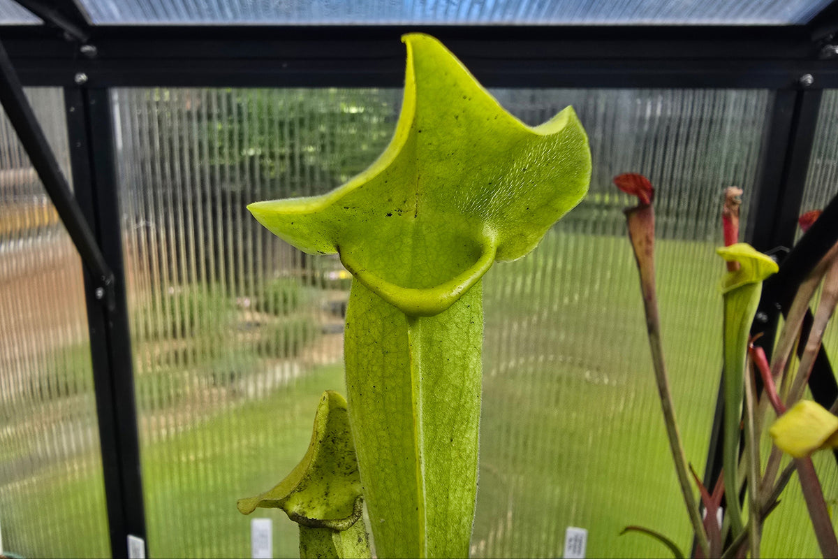 Sarracenia alata - Viridescens Form x purpurea - American Pitcher Plant