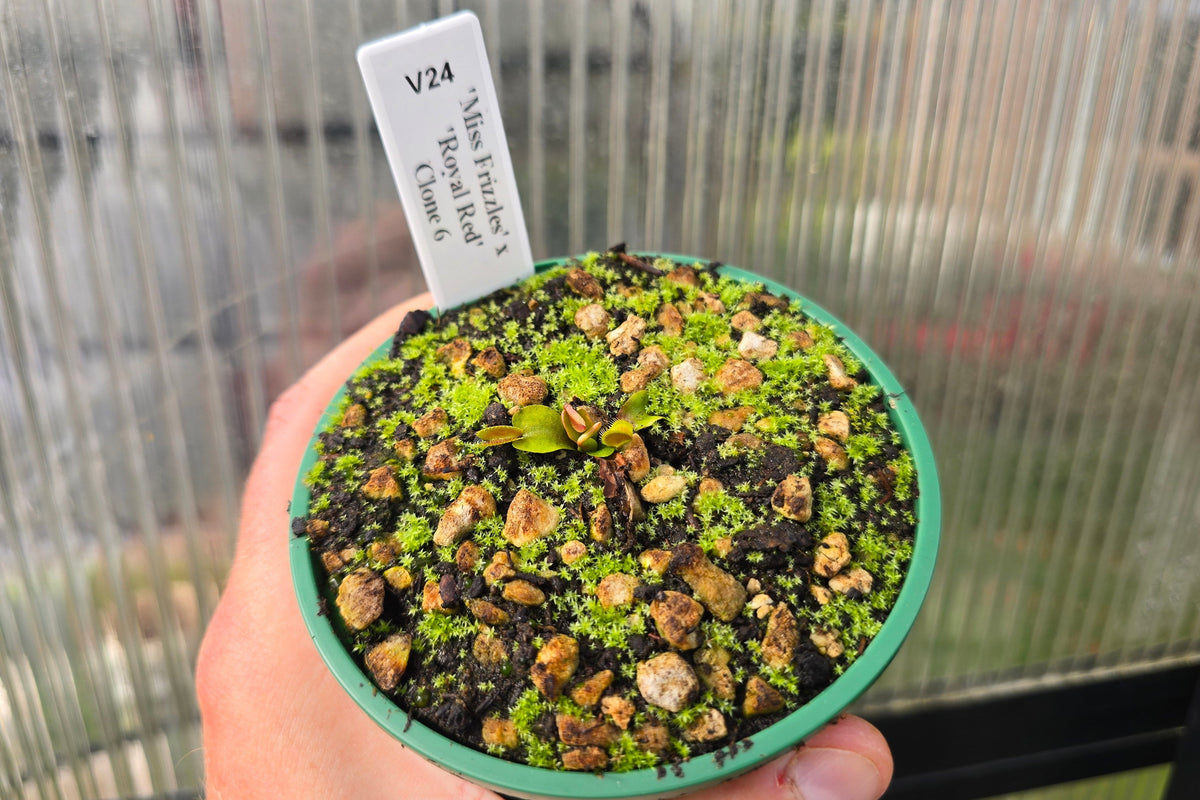 Dionaea muscipula 'Miss Frizzles' x 'Royal Red' Clone 6 - Venus Fly Trap