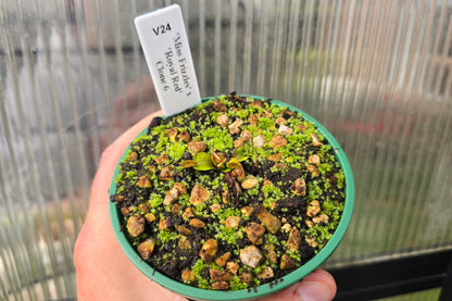 Dionaea muscipula 'Miss Frizzles' x 'Royal Red' Clone 6 - Venus Fly Trap