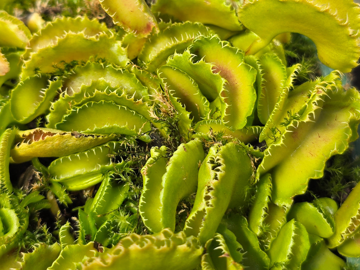 Dionaea muscipula 'Kim Jong Il' - Venus Fly Trap