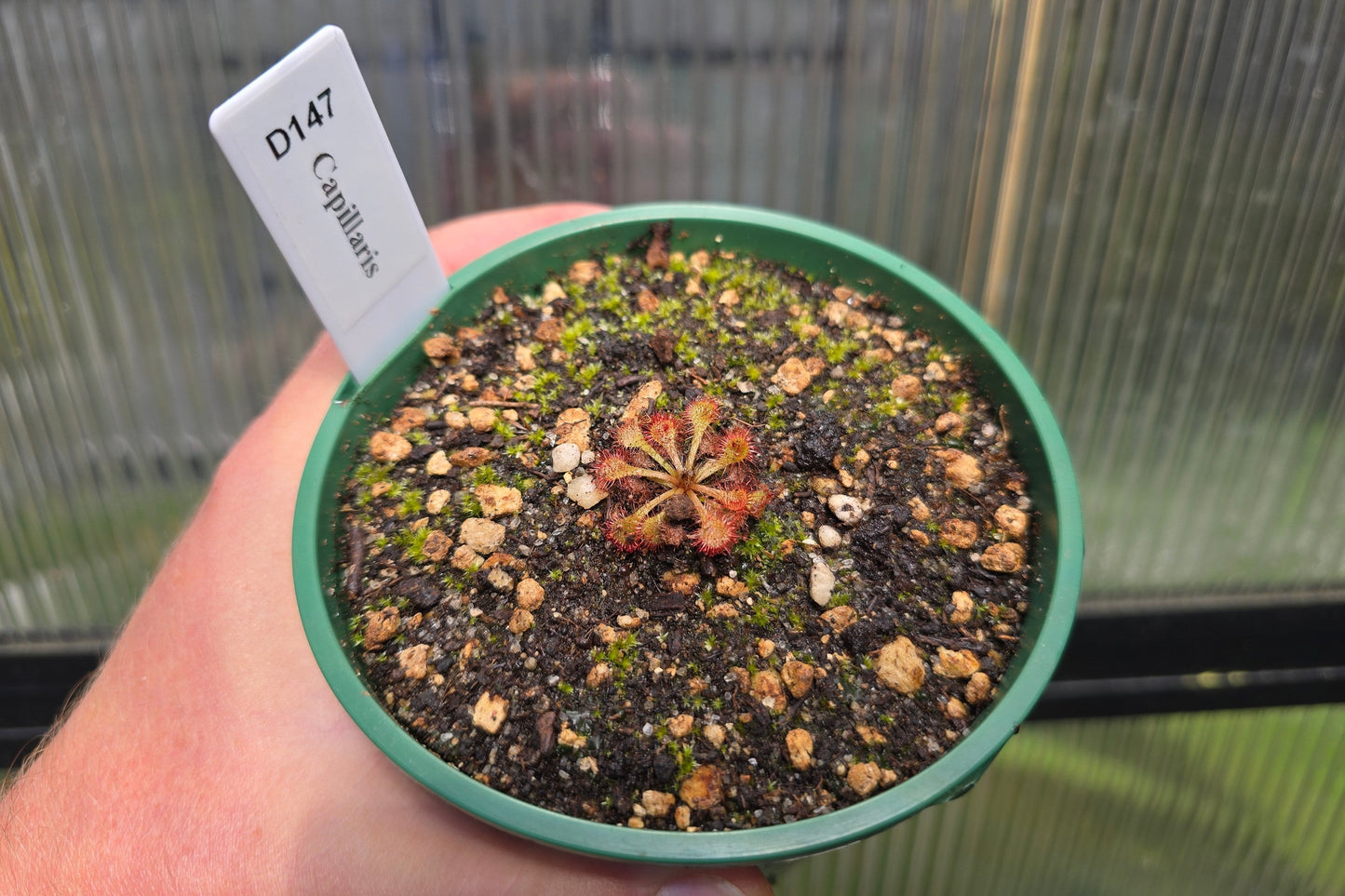 Drosera capillaris - The Pink Sundew