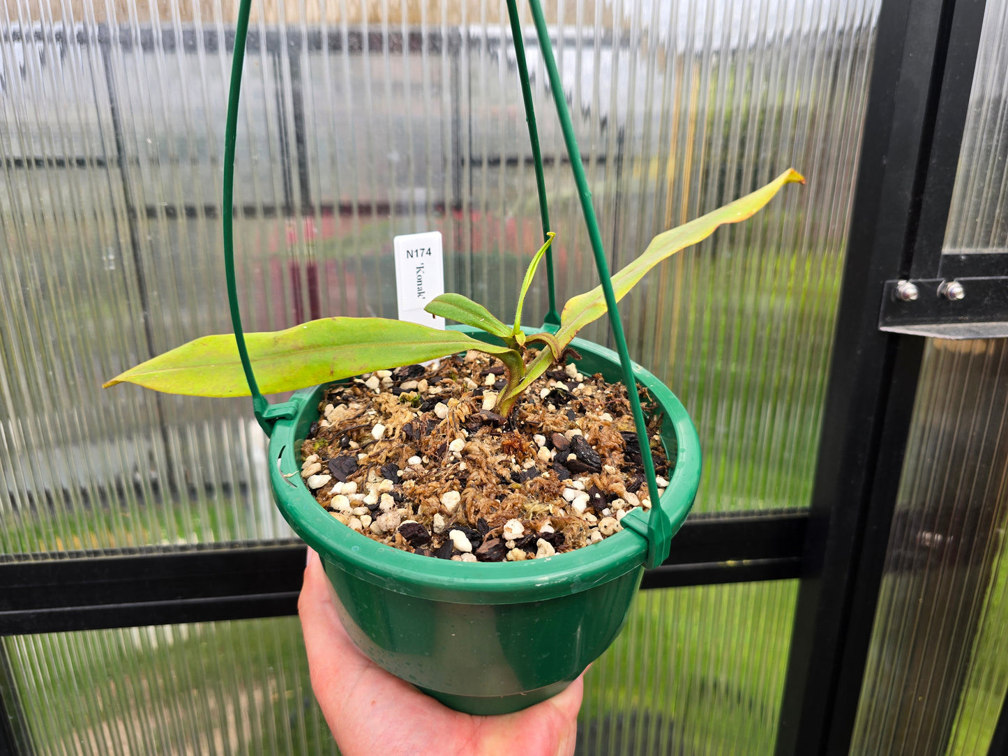 Nepenthes 'Konak' - Lowland Tropical Pitcher Plant