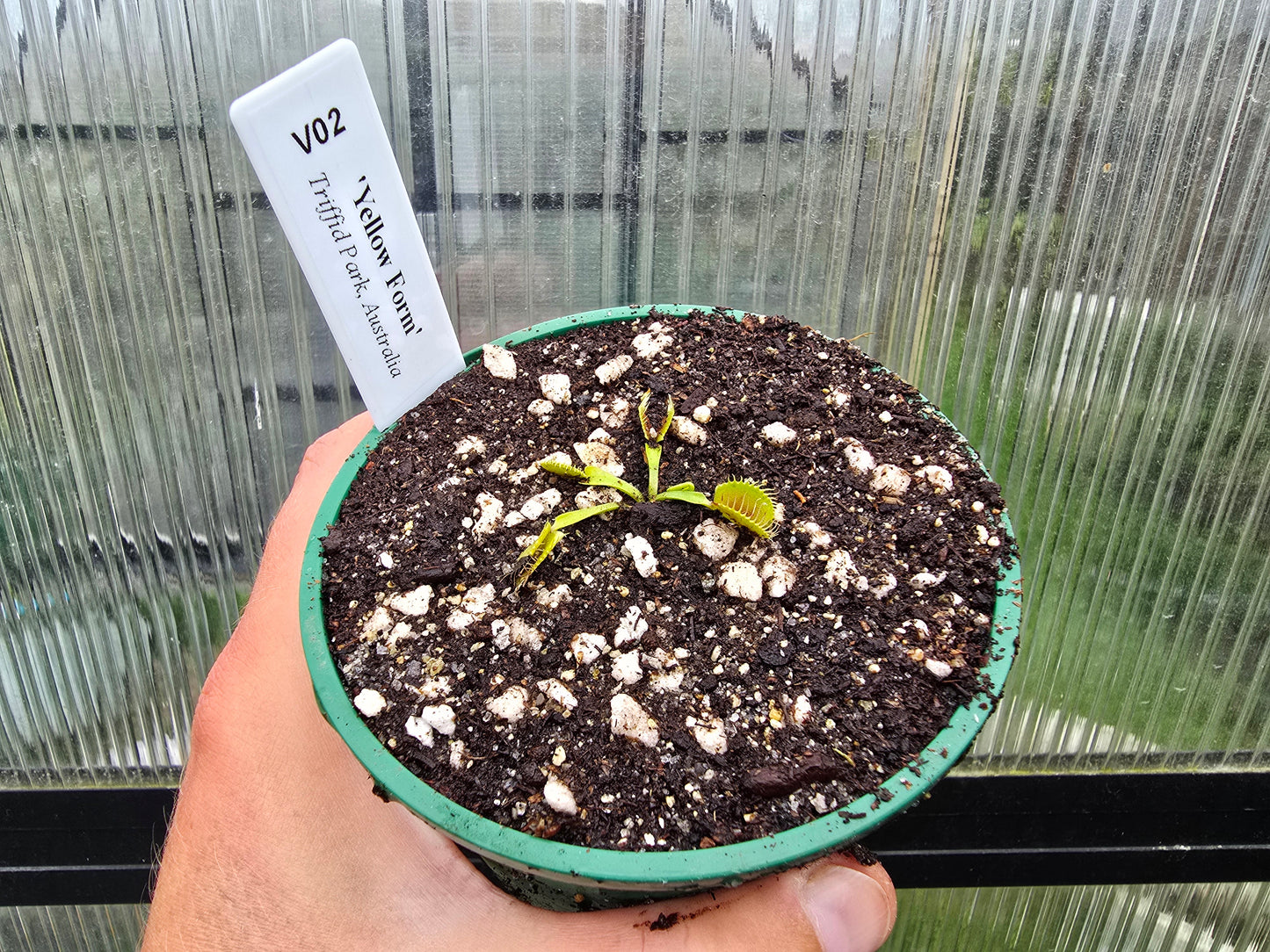 Dionaea muscipula 'Yellow Form' - Venus Fly Trap
