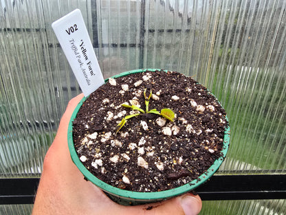 Dionaea muscipula 'Yellow Form' - Venus Fly Trap