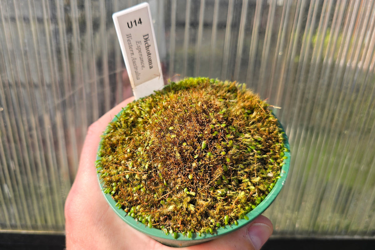 Utricularia dichotoma (Esperance, Western Australia) - Terrestrial Fairy Aprons Bladderwort