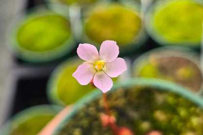 Drosera 'sp. Lantau Island' (Hong Kong) - Sundew
