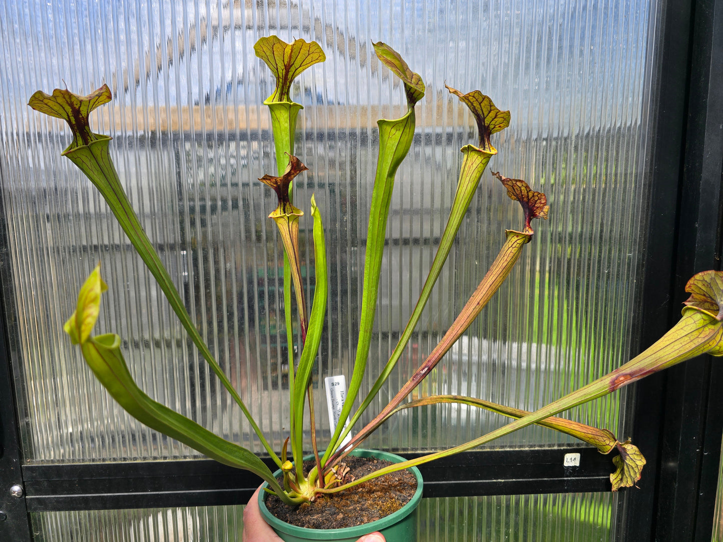 Sarracenia flava var. atropurpurea - cv. 'Waccamaw' F2 (Green Swamp, North Carolina, USA) - American Pitcher Plant