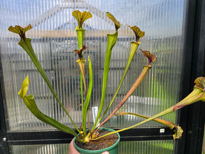 Sarracenia flava var. atropurpurea - cv. 'Waccamaw' F2 (Green Swamp, North Carolina, USA) - American Pitcher Plant