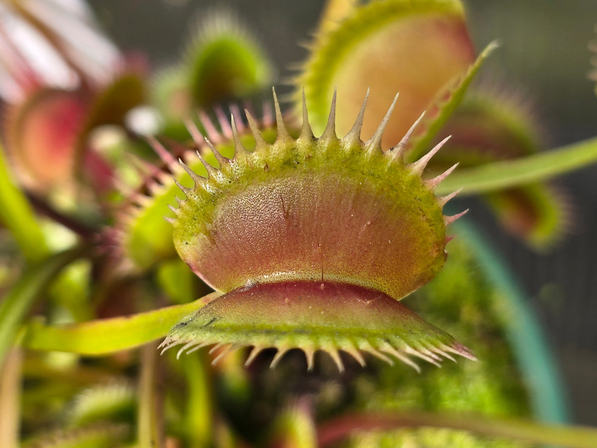 Dionaea muscipula 'Z11' x 'Shark Teeth' - Venus Fly Trap