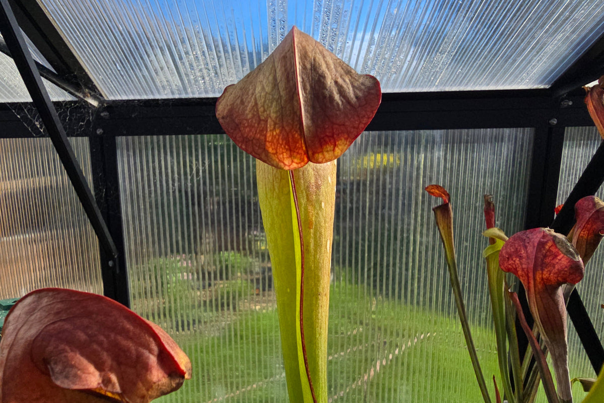 Sarracenia minor var. okefenokeensis MK x 'Mistral' - American Pitcher Plant