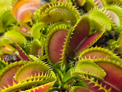 Dionaea muscipula 'Big Dracula' - Venus Fly Trap