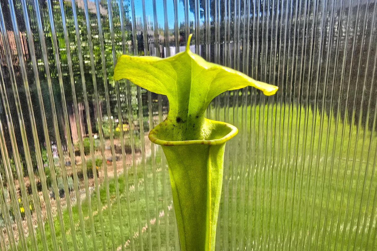 Sarracenia flava var. maxima - American Pitcher Plant