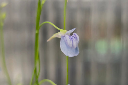 Utricularia graminifolia - Grass-Leaved Tropical Bladderwort