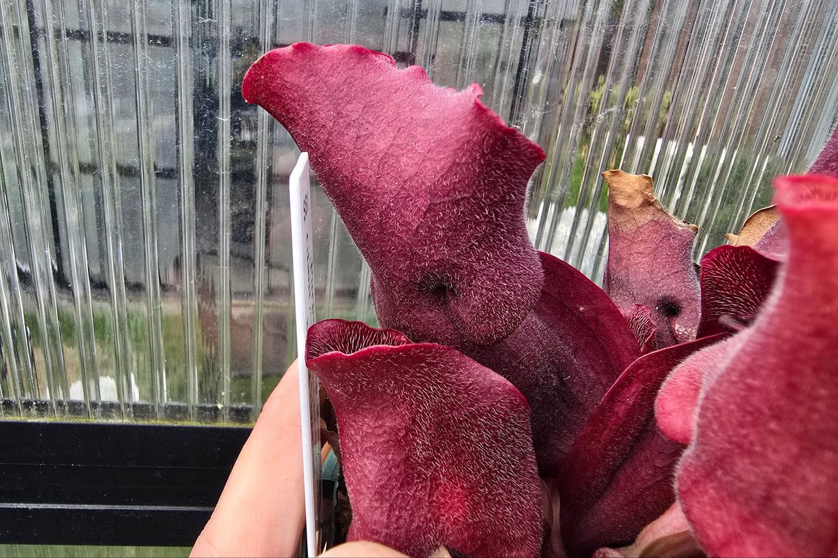 Sarracenia purpurea ssp. rosea Giant Form (Calhoun County, Florida, USA) x 'Big Vigorous' - Purple Pitcher Plant