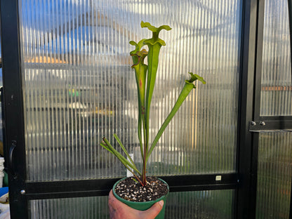 Sarracenia flava var. rugelii (Edmund, Lexington County, South Carolina, USA) - American Pitcher Plant