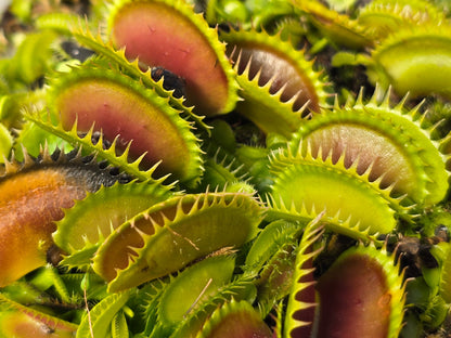Dionaea muscipula 'Big Dracula' - Venus Fly Trap