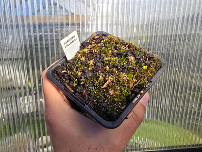 Drosera helodes × pulchella - Pygmy Sundew