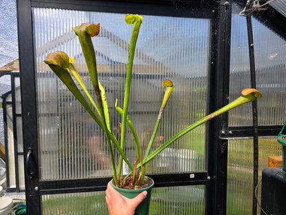 Sarracenia alata var. atrorubra - 'Red Tube Form' (Deer Park, Alabama, USA) - American Pitcher Plant
