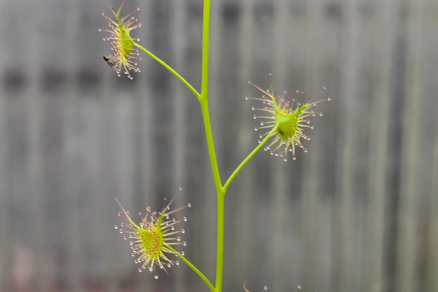 Drosera lunata (Castlereagh Ironbark Forest Sydney Basin, New South Wales, Australia) - Tuberous Sundew