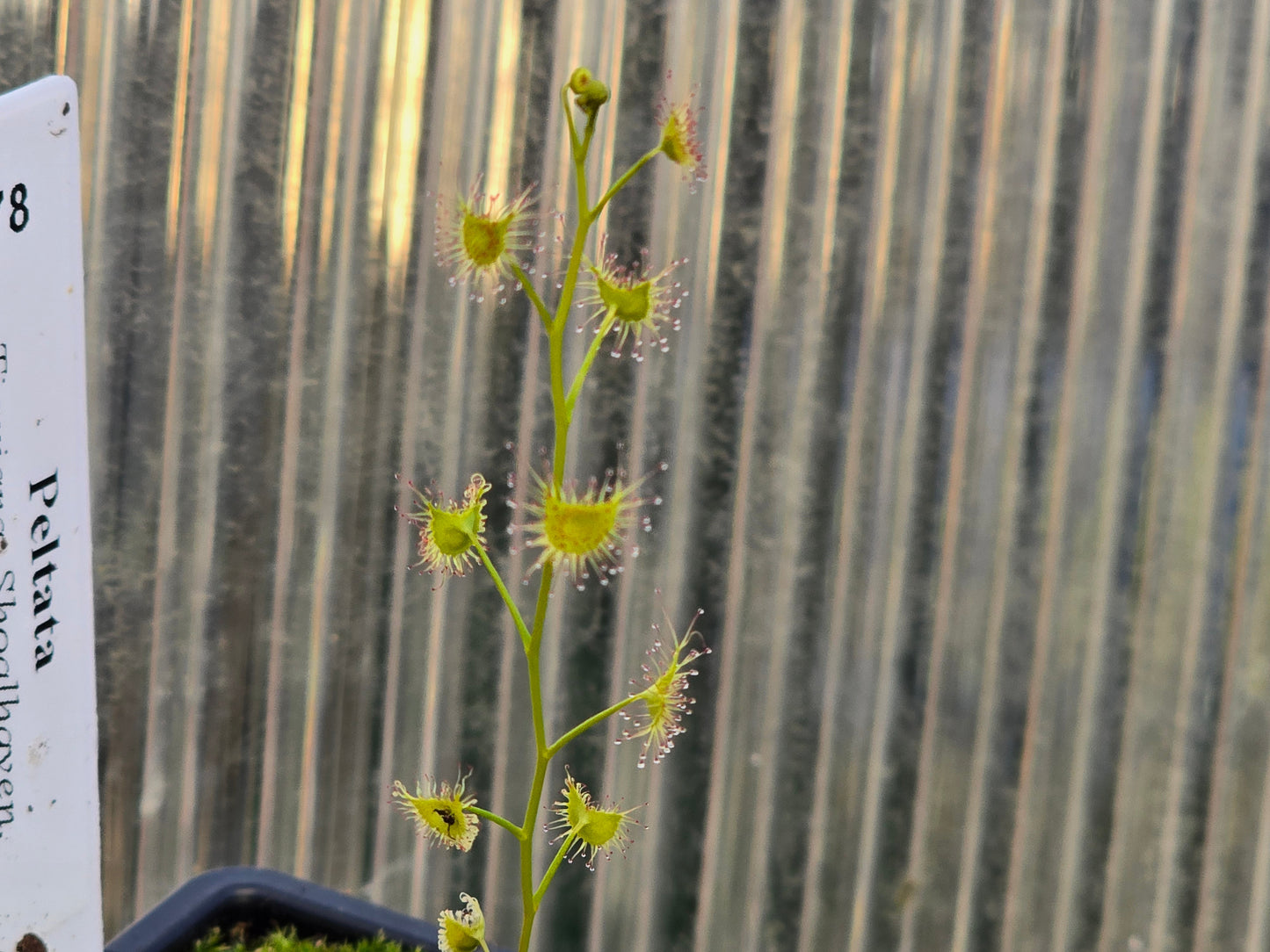 Drosera peltata (Tianjara, Shoalhaven, New South Wales, Australia) - Tuberous Sundew