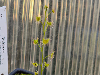 Drosera peltata (Tianjara, Shoalhaven, New South Wales, Australia) - Tuberous Sundew