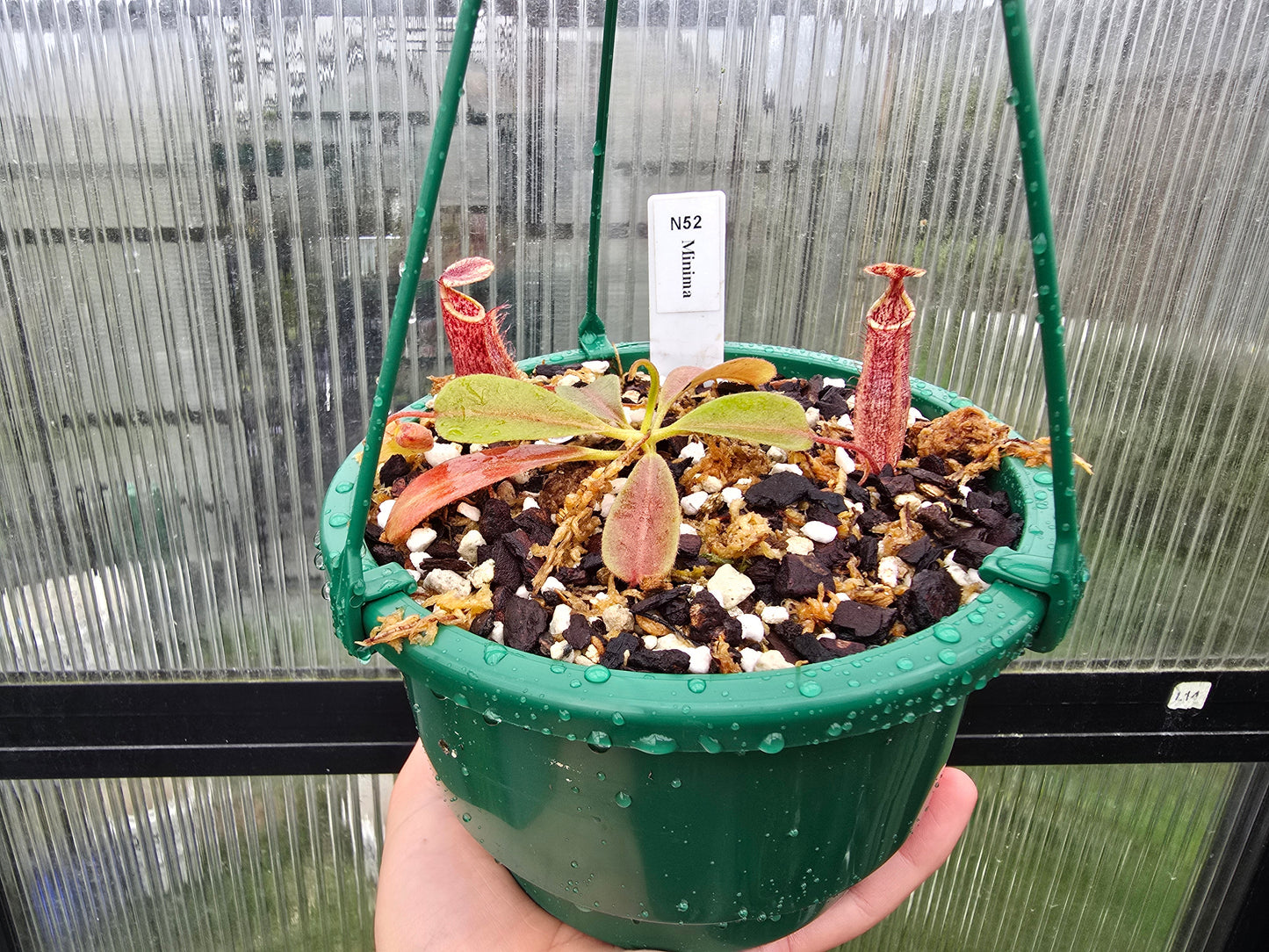 Nepenthes minima - Lowland Tropical Pitcher Plant