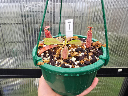Nepenthes minima - Lowland Tropical Pitcher Plant