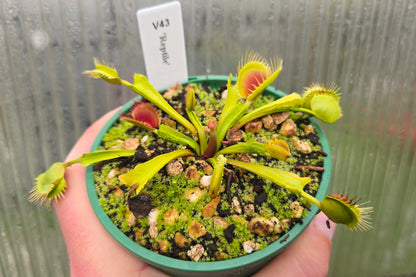 Dionaea muscipula 'Reptile' - Venus Fly Trap
