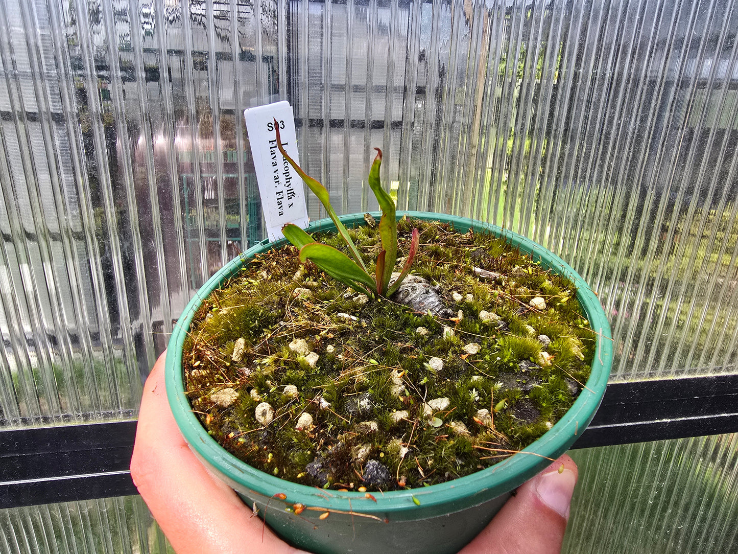 Sarracenia leucophylla x flava var. flava - American Pitcher Plant