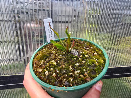 Sarracenia leucophylla x flava var. flava - American Pitcher Plant
