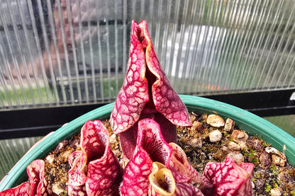Sarracenia purpurea var. montana (Greenville, South Carolina, USA) - Mountain Purple Pitcher Plant