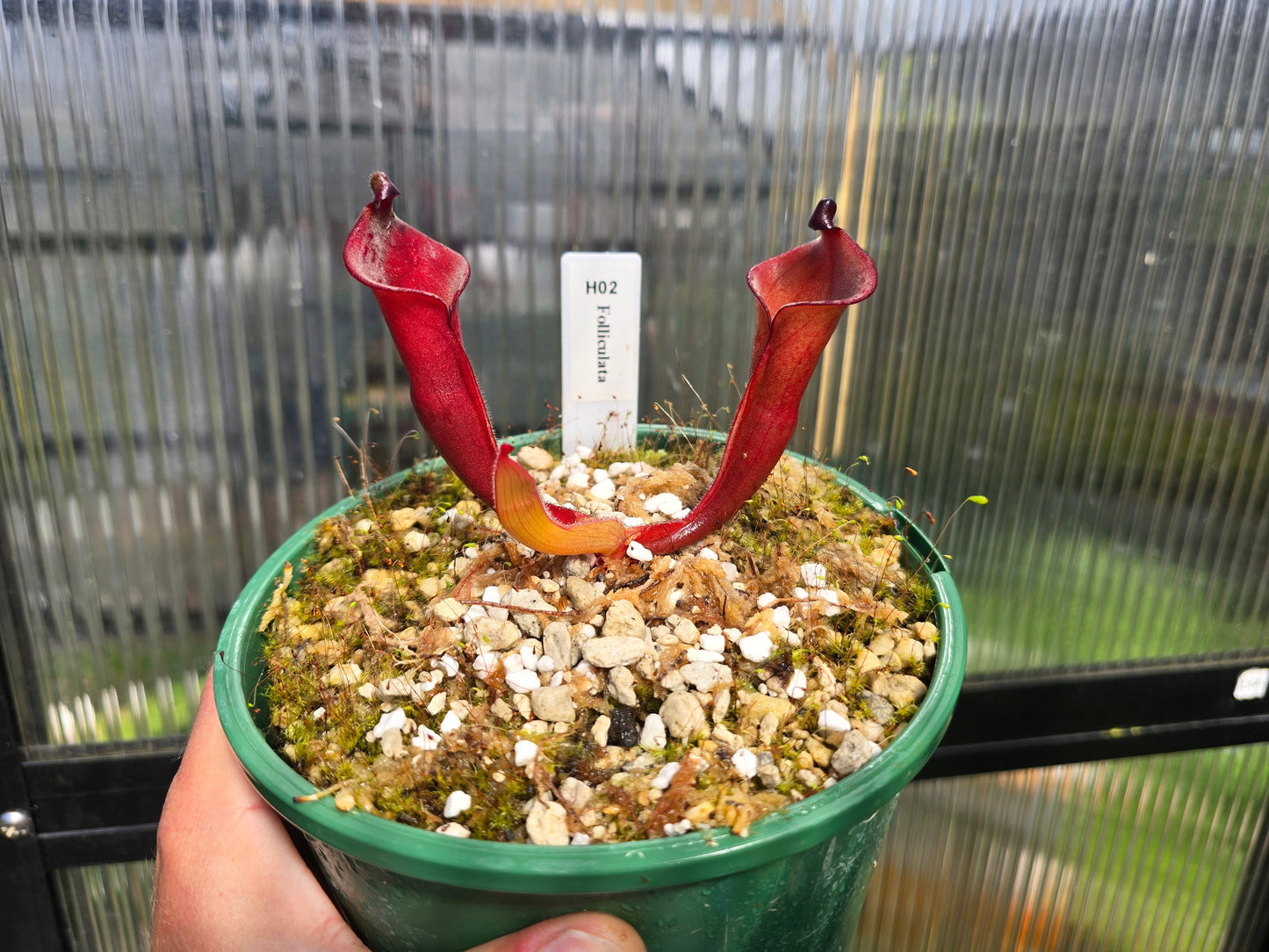 Heliamphora folliculata - Sun Pitcher