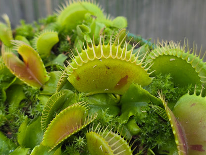 Dionaea muscipula 'Patches' - Venus Fly Trap