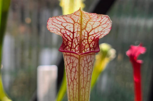 Sarracenia (oreophila 005MK x 'Moorei' cv. 'Wilkerson White Knight') x 'Lamsatyricon' - American Pitcher Plant