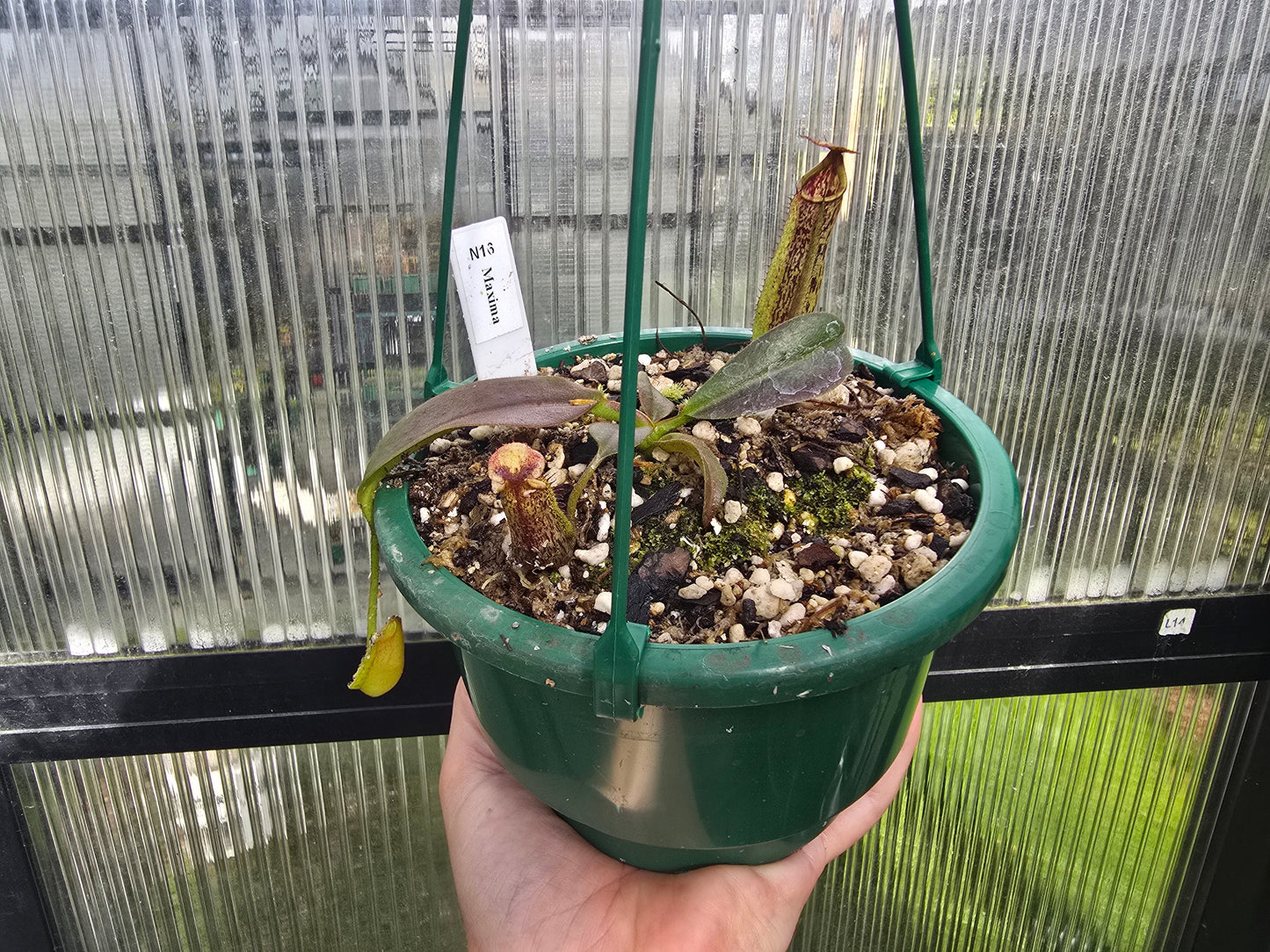 Nepenthes maxima - Intermediate Tropical Pitcher Plant