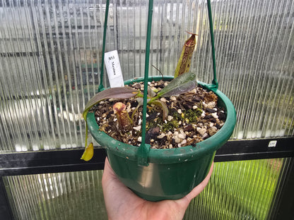 Nepenthes maxima - Intermediate Tropical Pitcher Plant