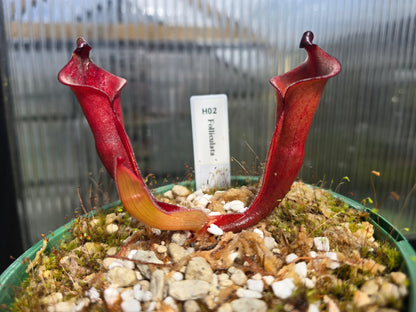 Heliamphora folliculata - Sun Pitcher