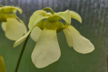 SEED - Sarracenia minor var. okefenokeensis - Hooded Pitcher Plant - 10+ Per Packet