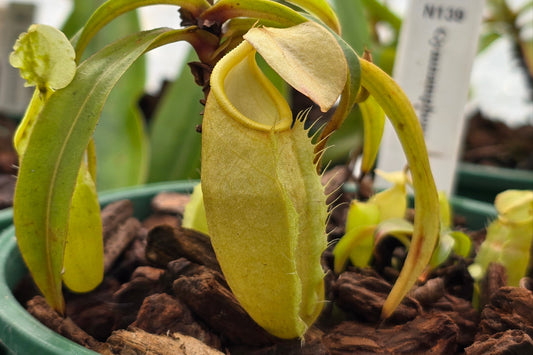 Nepenthes gymnamphora - Intermediate Tropical Pitcher Plant