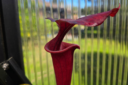 SEED - Sarracenia flava var. atropurpurea - American Pitcher Plant - 10+ Per Packet