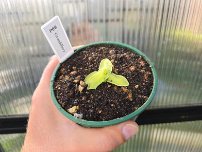 Pinguicula grandiflora - Cold Temperate Large-Flowered Butterwort
